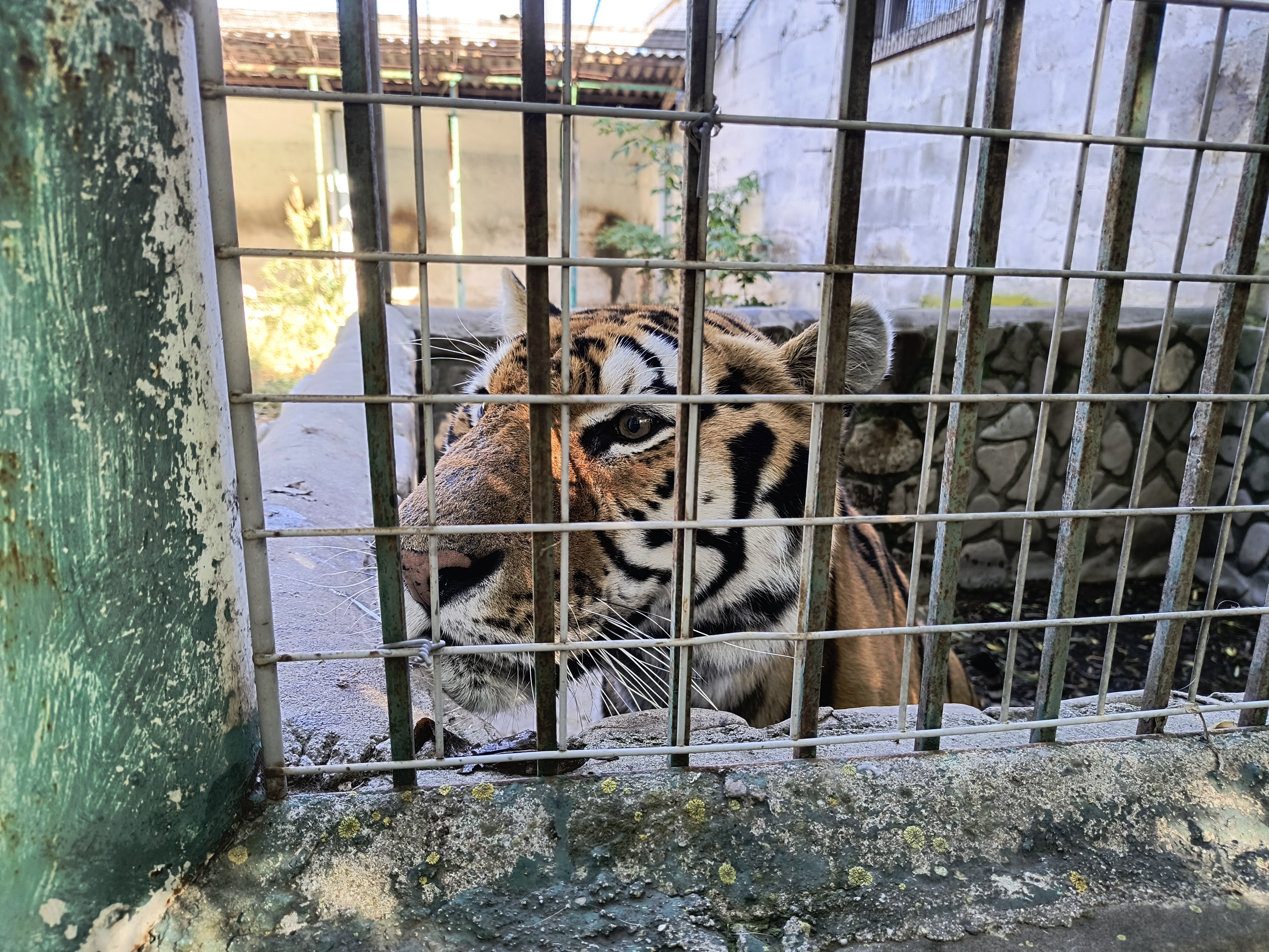 Cât costă un tigru în România? O investigație sub acoperire privind comerțul ilicit cu animale exotice