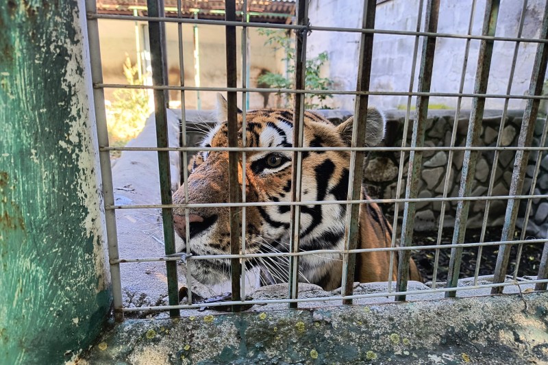 Cât costă un tigru în România? O investigație sub acoperire privind comerțul ilicit cu animale exotice