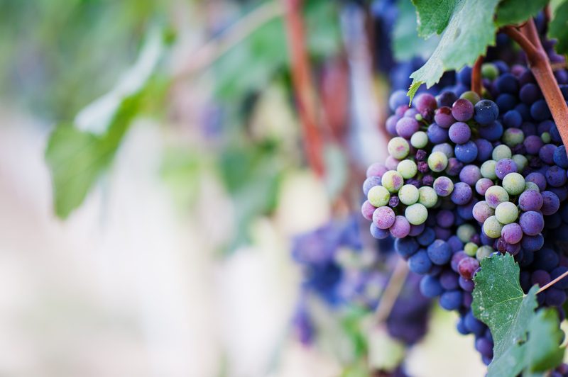 Rușii se reorientează spre vinurile locale, pe fondul sancțiunilor occidentale. „Sunt cele mai bune”