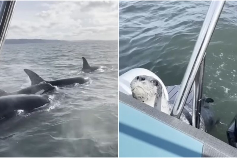 VIDEO Momentul în care o focă sare în barca unui fotograf pentru a scăpa de balene ucigașe