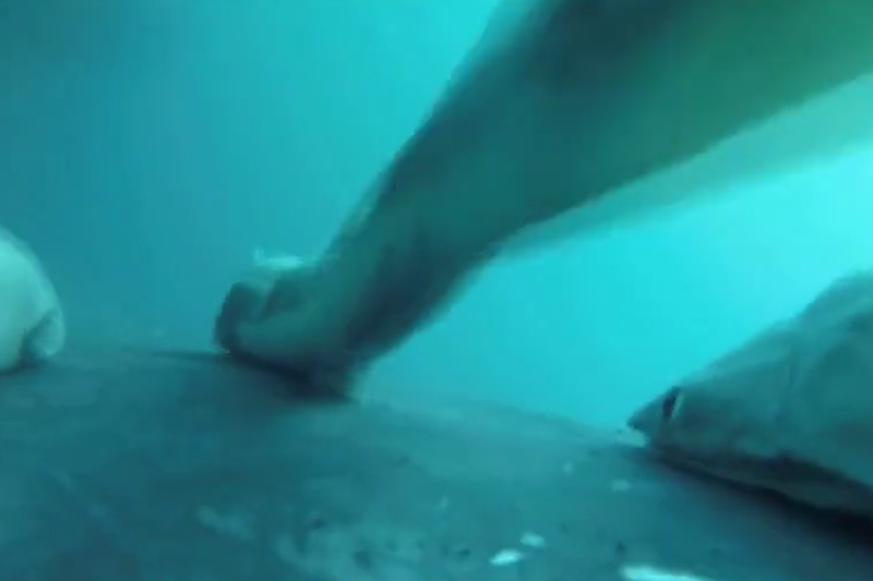 VIDEO Imagini rare cu pești-ventuză care fac surf pe spatele balenelor, într-o aventură sălbatică din ocean