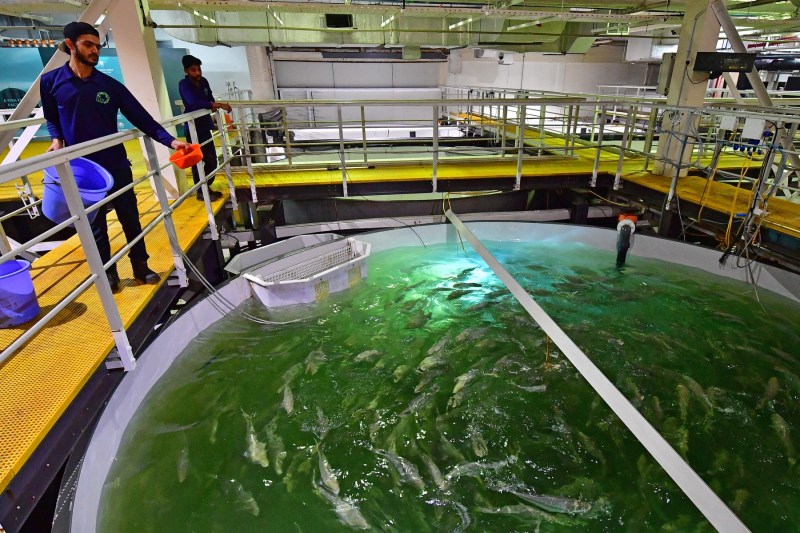 Norvegia va folosi căldura de la cel mai puternic supercomputer al său pentru a crește somoni