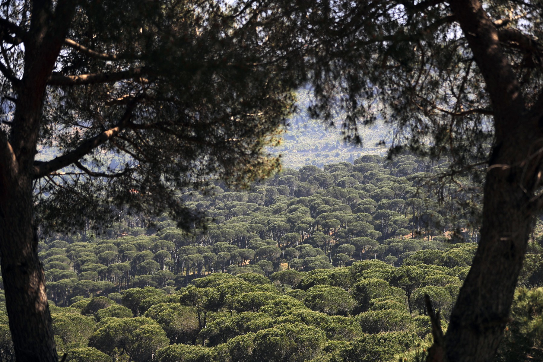 Una dintre comorile naturale ale Orientului Mijlociu se stinge bucată cu bucată din cauza unui invadator despre care se crede că a sosit în paleți din lemn