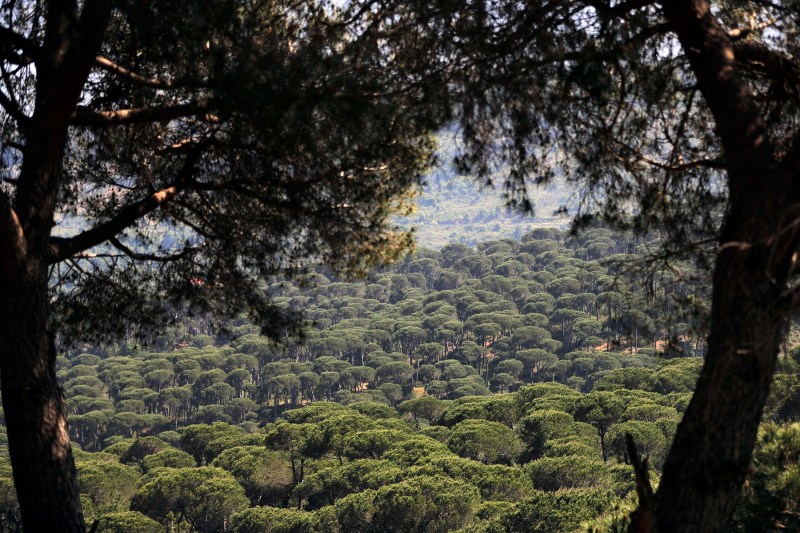 Una dintre comorile naturale ale Orientului Mijlociu se stinge bucată cu bucată din cauza unui invadator despre care se crede că a sosit în paleți din lemn