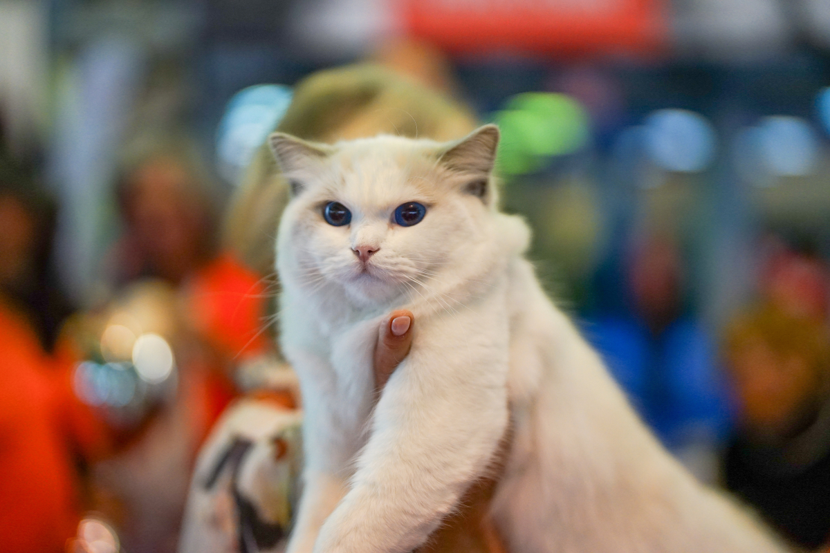 [P] Știai că pisicile pot alerga mai repede decât un atlet olimpic? ROYAL CANIN® explică știința din spatele bunăstării lor.