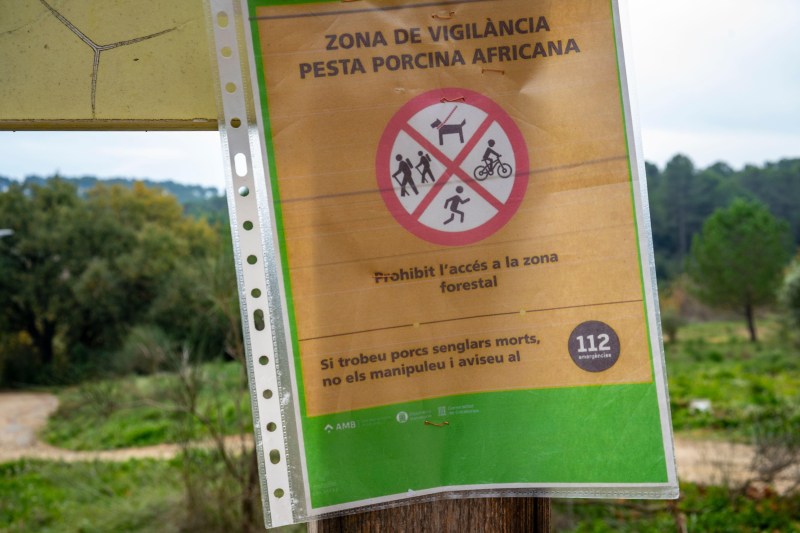 Spania a mobilizat armata contra focarelor de pestă porcină, spune că totul ar fi putut pleca de la un sandviș