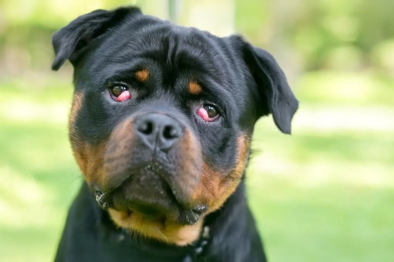 [P] Cherry eye la câini: cauze, simptome și tratament