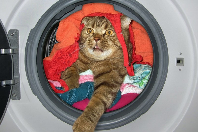 O femeie și-a băgat, fără să vrea, pisica la mașina de spălat și a plecat apoi să facă curățenie. După câteva ore i-a văzut coada prin geam. „Era Ajunul Crăciunului și eram ocupată cu ultimele pregătiri”