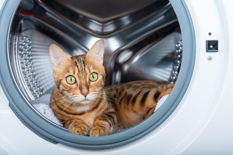 O femeie și-a băgat, fără să vrea, pisica la mașina de spălat și a plecat apoi să facă curățenie. După câteva ore i-a văzut coada prin geam. „Era Ajunul Crăciunului și eram ocupată cu ultimele pregătiri”