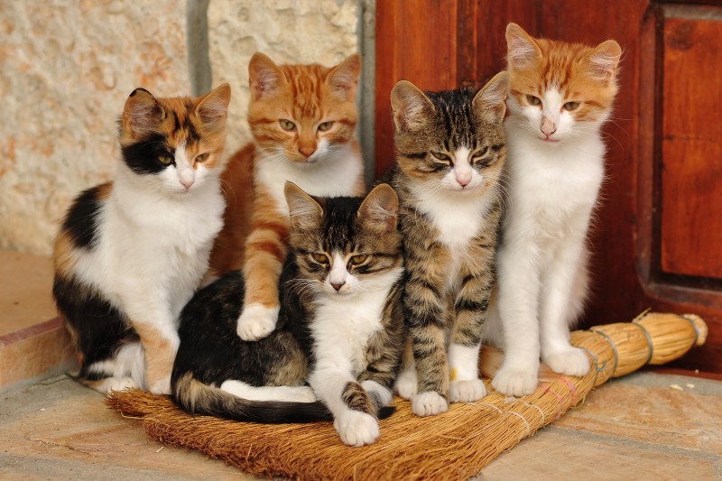 Dilema de la Craiova: câte animale de companie pot locui într-un apartament? / Primăria e dată în judecată după ce a limitat numărul la doi câini sau două pisici: „Ce facem cu al treilea animal identificat într-o casă?”