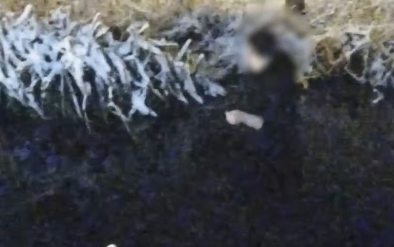 VIDEO Un bărbat a rămas blocat într-un lac din Craiova în timp ce era urmărit de o haită de câini. A fost salvat de jandarmi