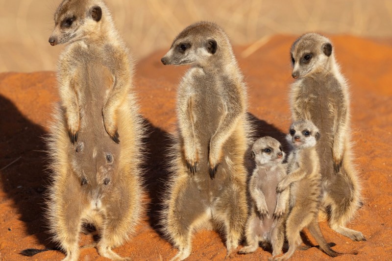 Un nou studiu care a comparat cât de monogami sunt oamenii comparativ cu alte mamifere a ajuns la o „concluzie principală remarcabilă”