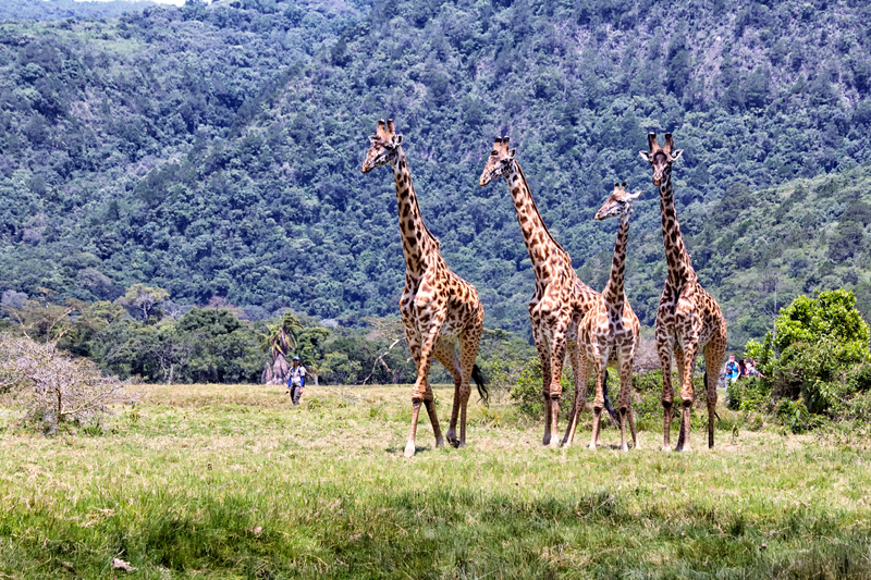 Parcul Național Arusha din Tanzania / Foto: Joshua Wanyama | Dreamstime.com