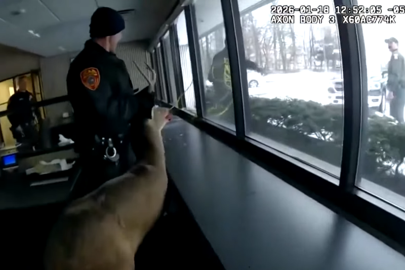 VIDEO spectaculos. Un „hoț” cu copite a năvălit într-o bancă și a fost oprit cu greu de polițiștii americani: „Are coarne, așa că fiți atenți”