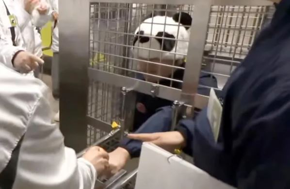 VIDEO O grădină zoologică din Japonia își costumează îngrijitorii în urși panda și îi lasă pe vizitatori să îi hrănească în cuști