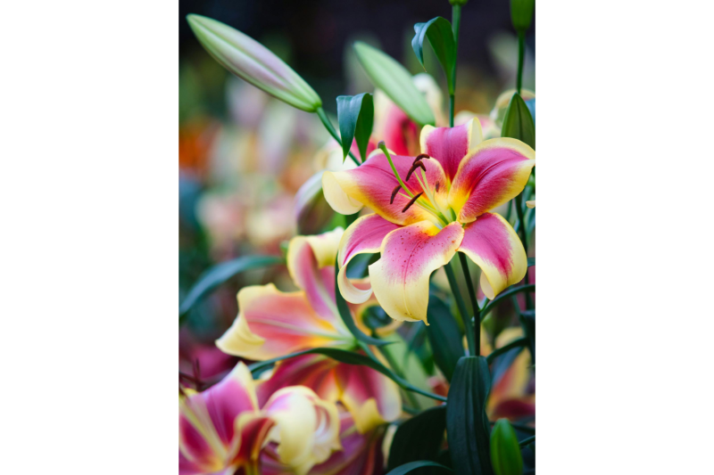 [P] Crinii de grădină: eleganță, rezistență și înflorire spectaculoasă pentru orice grădină