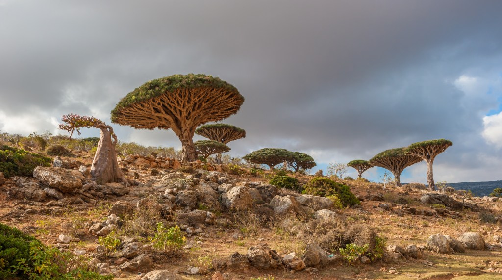 Insula Socotra este faimoasă pentru fauna și flora sa. Zona este prezentată adesea drept „țara extraterestră”, în special datorită peisajelor sale, fiind inclusă și în Patrimonul Mondial UNESCO Foto: Dreamstime