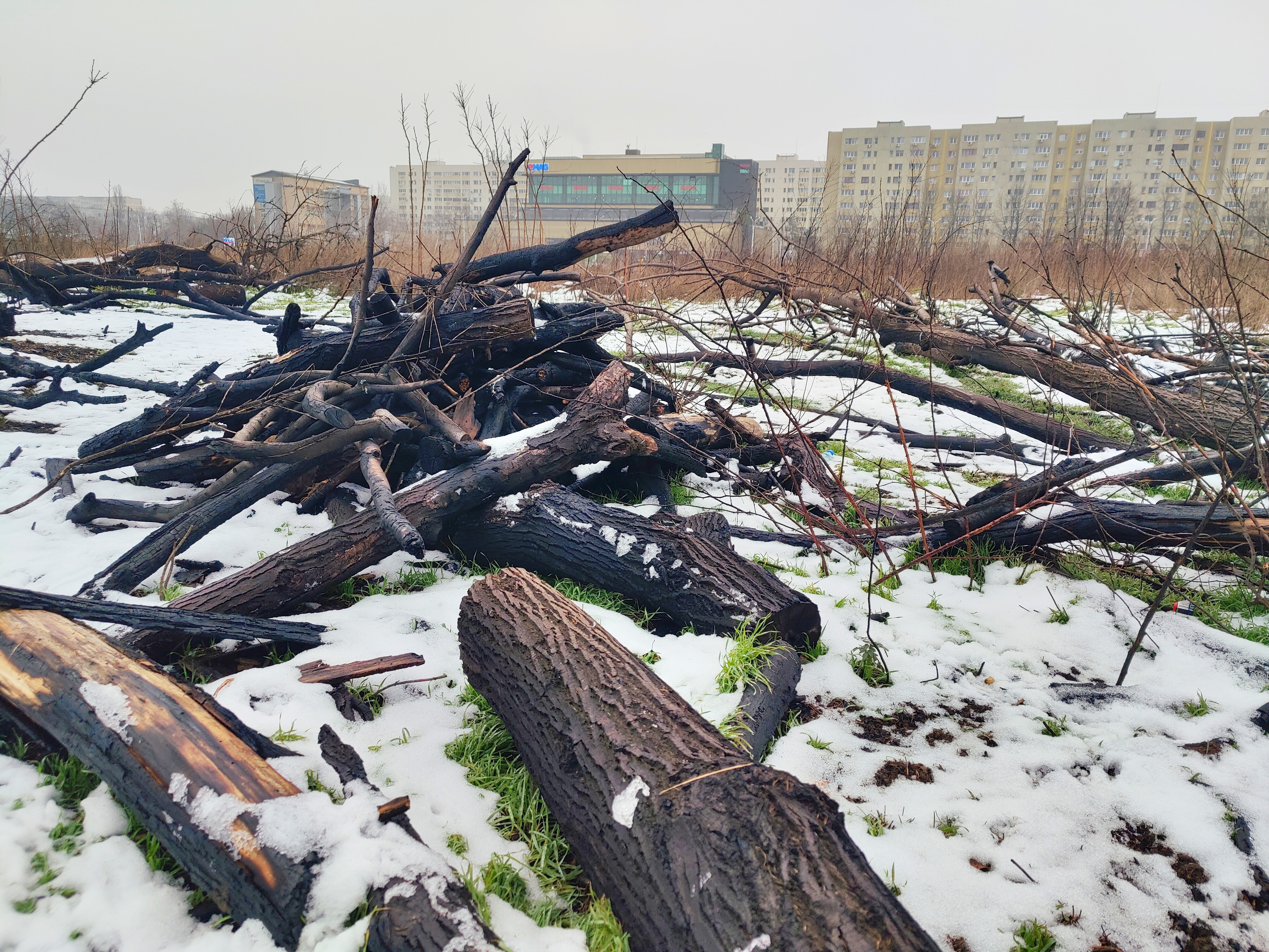 INVESTIGAȚIE. Parcul IOR: 1500 de copaci tăiați, zeci de incendii și nicio instituție responsabilă. Astăzi, un dosar