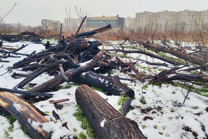 INVESTIGAȚIE. Parcul IOR: 1500 de copaci tăiați, zeci de incendii și nicio instituție responsabilă. Astăzi, un dosar-cheie ajunge pe masa judecătorilor