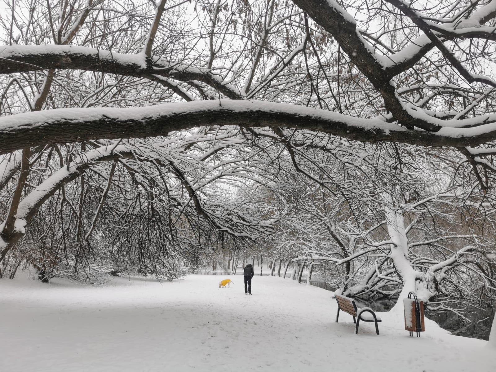 Ninsori, polei și ger în București. Avertizare meteo transmisă în timpul nopții