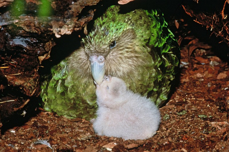 Păsările kakapo, amenințate cu dispariția, au început să se reproducă după o pauză de 4 ani