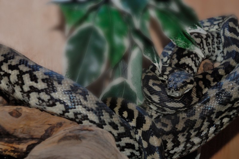 În toiul nopții, o femeie s-a trezit cu un piton uriaș încolăcit pe pieptul ei