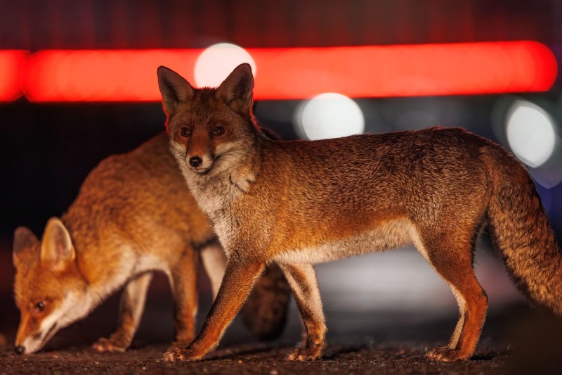 Vulpi în centrul Bucureştiului, surprinse de camerele Muzeului Antipa – VIDEO