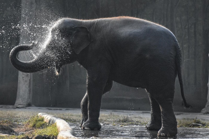 Un elefant în călduri este căutat în India. Animalul a ucis cel puțin 20 de oameni