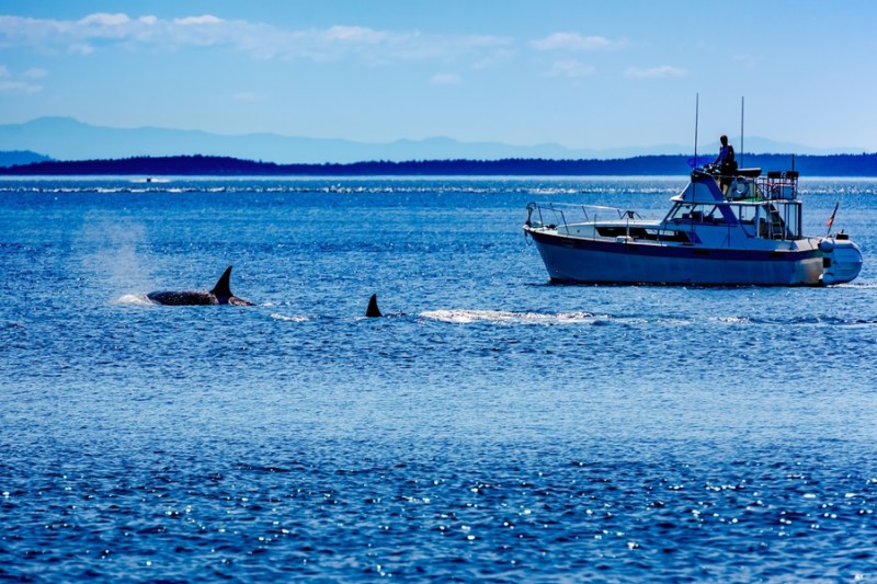 Povestea cuplului care a reușit să supraviețuiască 66 de zile în derivă pe mare, printre atacuri de rechini și mâncând pește crud