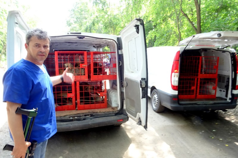 INVESTIGAȚIE Zece dosare penale, dar încă eutanasiază câini pe bani publici. Un adăpost privat din Giurgiu a primit „cotizații” de peste 1,3 milioane de euro de la primării 