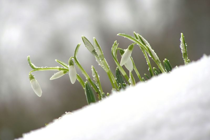 Primele zile de martie, între temperaturi de -25 de grade și vreme „de tricou” – Care sunt recordurile meteo ale începutului de primăvară