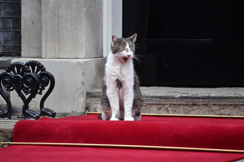 Cel mai celebru motan din Marea Britanie a împlinit 15 ani de funcție. Patru lucruri despre „Șeful vânătorilor de șoareci”