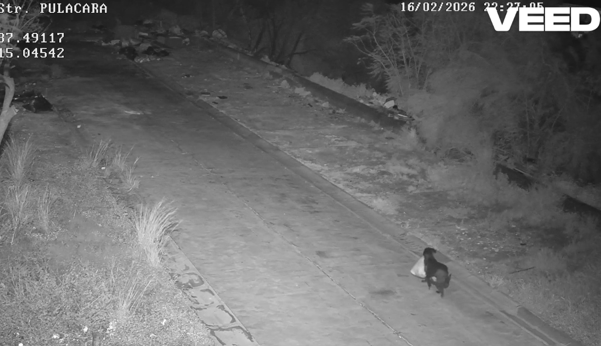Un italian și-a dresat câinele să arunce gunoiul