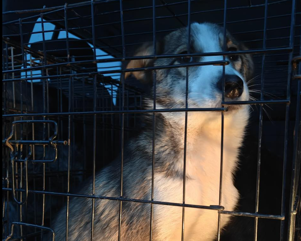 Padocul groazei de la Suraia. Apel pentru mobilizare al asociațiilor pentru protecția animalelor: „Avem o urgență. Veniți!”