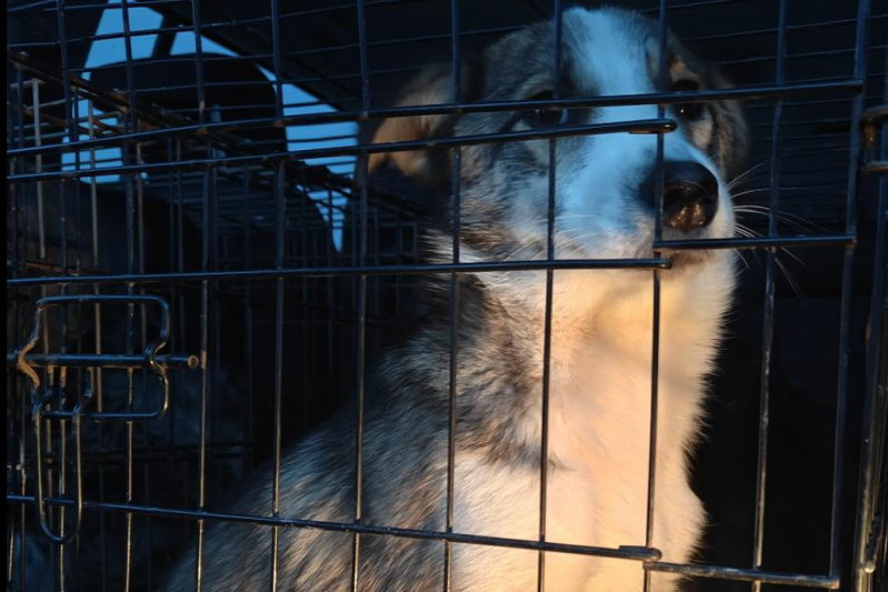 Padocul groazei de la Suraia. Apel pentru mobilizare al asociațiilor pentru protecția animalelor: „Avem o urgență. Veniți!”