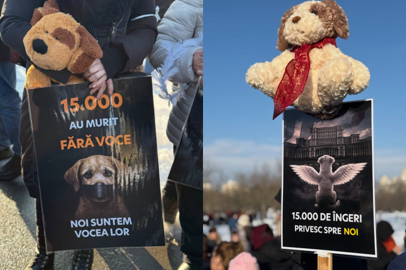 FOTO / VIDEO Protest în fața Parlamentului după atrocitățile de la adăpostul din Suraia. „Câinii nu sunt marfă”