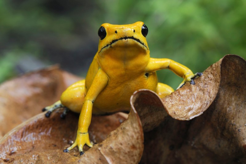 Ce este toxina broaștei săgeată, folosită de Rusia pentru a-l otrăvi pe Aleksei Navalnîi