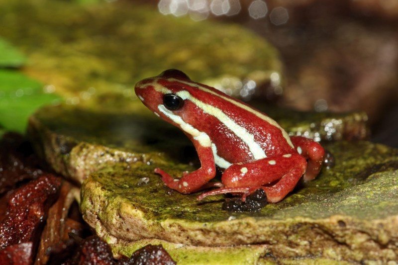 Aleksei Navalnîi, otrăvit cu toxina unei broaşte din America de Sud. „Victimele se sufocă în agonie”