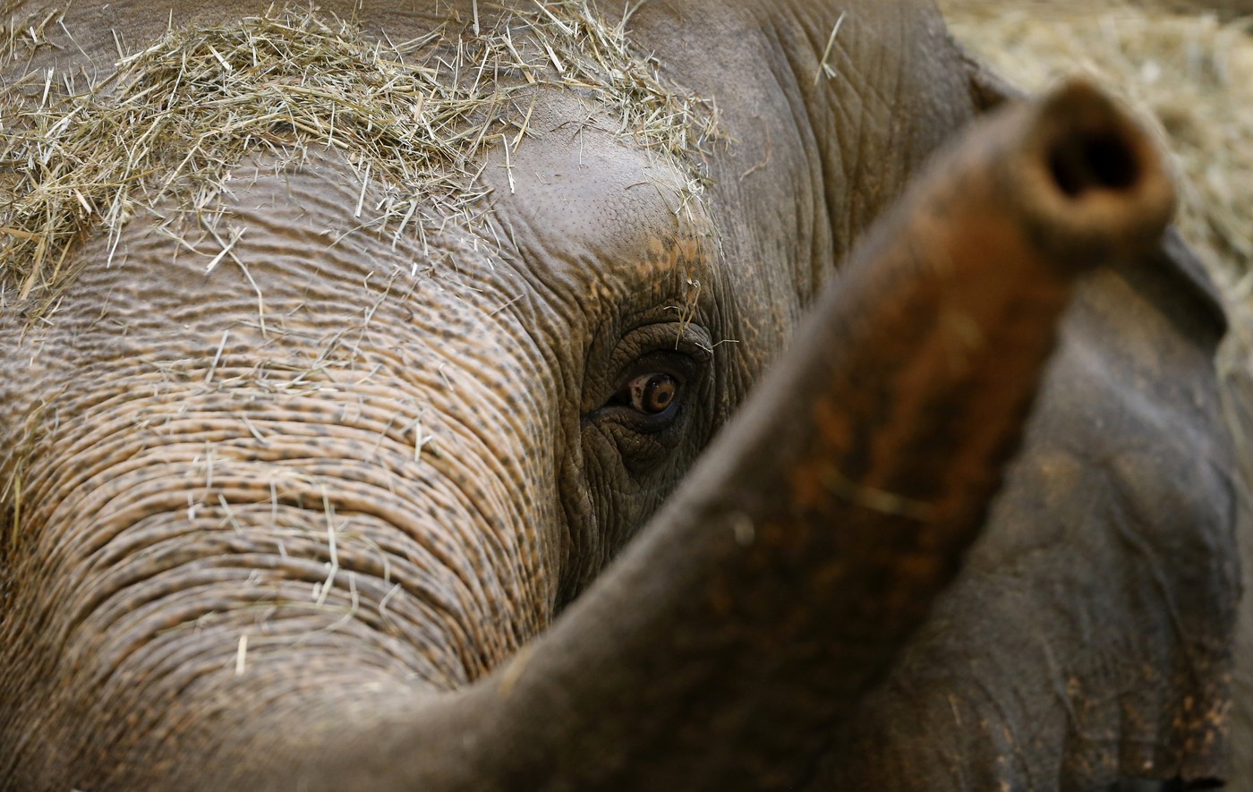 VIDEO. „Există o nouă divă în oraș”. După nașterea unui pui de elefant, presa americană exultă