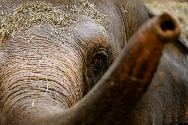 VIDEO. „Există o nouă divă în oraș”. După nașterea unui pui de elefant, presa americană exultă