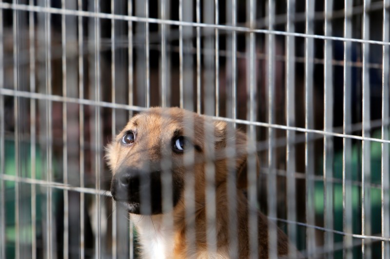 Câine într-o cușcă, fotografie ilustrativă de Cristian Cristel / Xinhua News / Profimedia