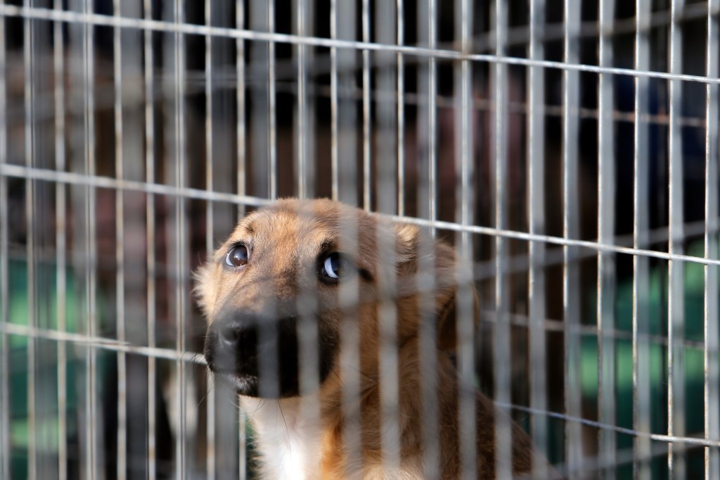 Câine într-o cușcă, fotografie ilustrativă de Cristian Cristel / Xinhua News / Profimedia
