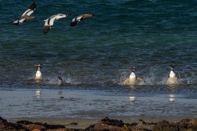 Insula care nu ar trebui să existe și care își creează propria „viață”