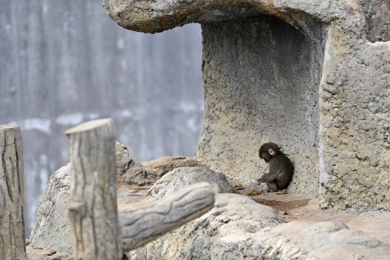 VIDEO Puiul de maimuță abandonat de mama sa și devenit viral și-a găsit alinare. Noi imagini cu „Punch”