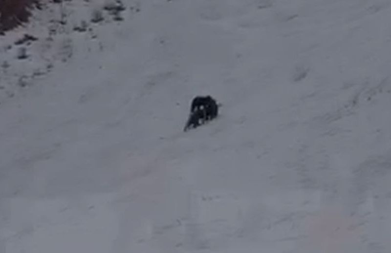VIDEO „Pericol real”. Trei urși, filmați de schiori pe o pârtie frecventată de schiori din Poiana Brașov