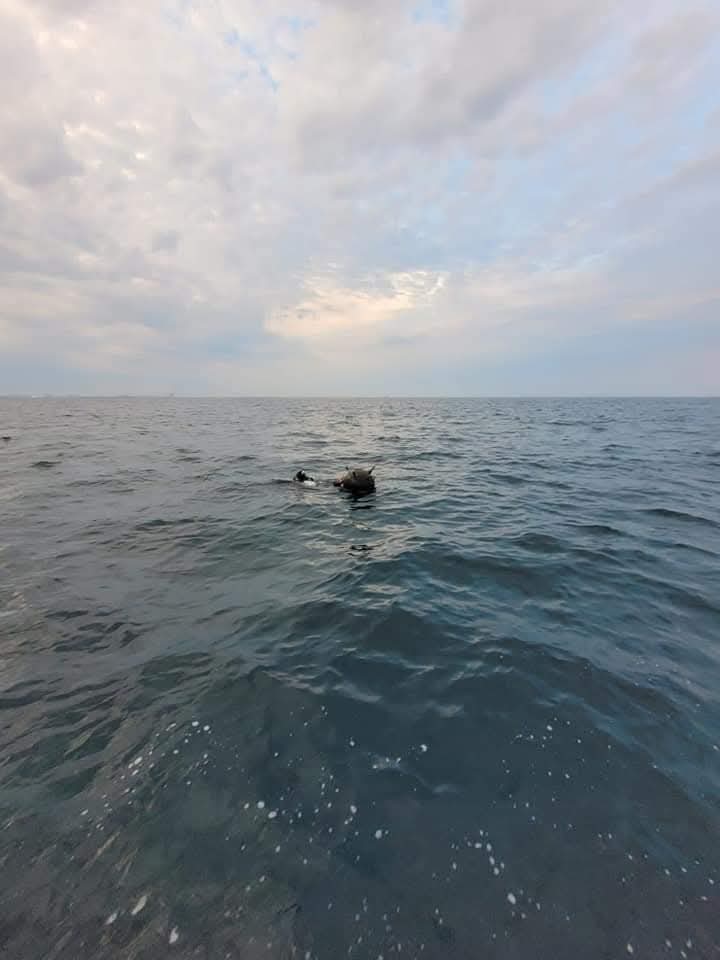 Contre între MApN și Ambasada Rusiei la Bucureşti pe minele marine în derivă din Marea Neagră. „N-au legătură cu noi / Distorsionează realitatea”