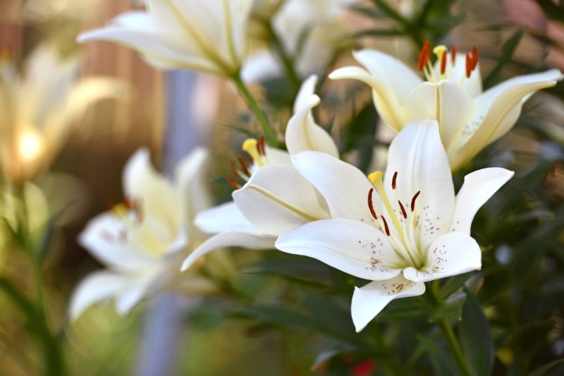 [P] Floarea de crin: simbolism și mesajul pe care îl transmiți atunci când o oferi