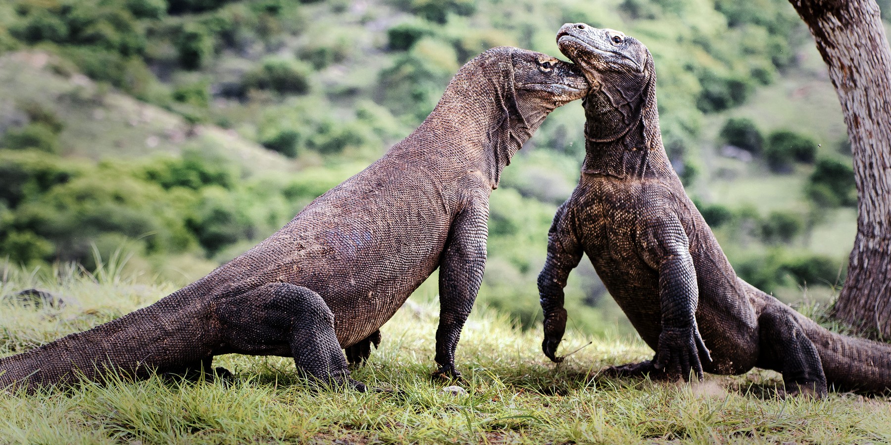 Japonia vrea să împrumute dragoni de Komodo pentru a-i înmulți