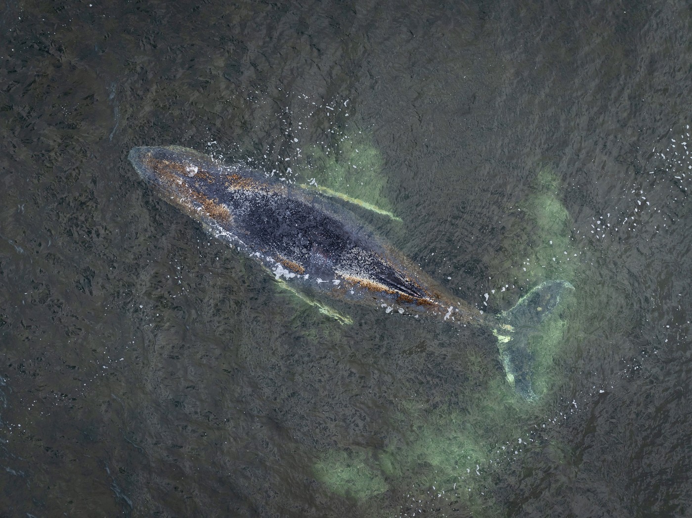 Balena care a eșuat de două ori în Marea Baltică a reușit să se salveze. Autoritățile german îi monitorizează traseul