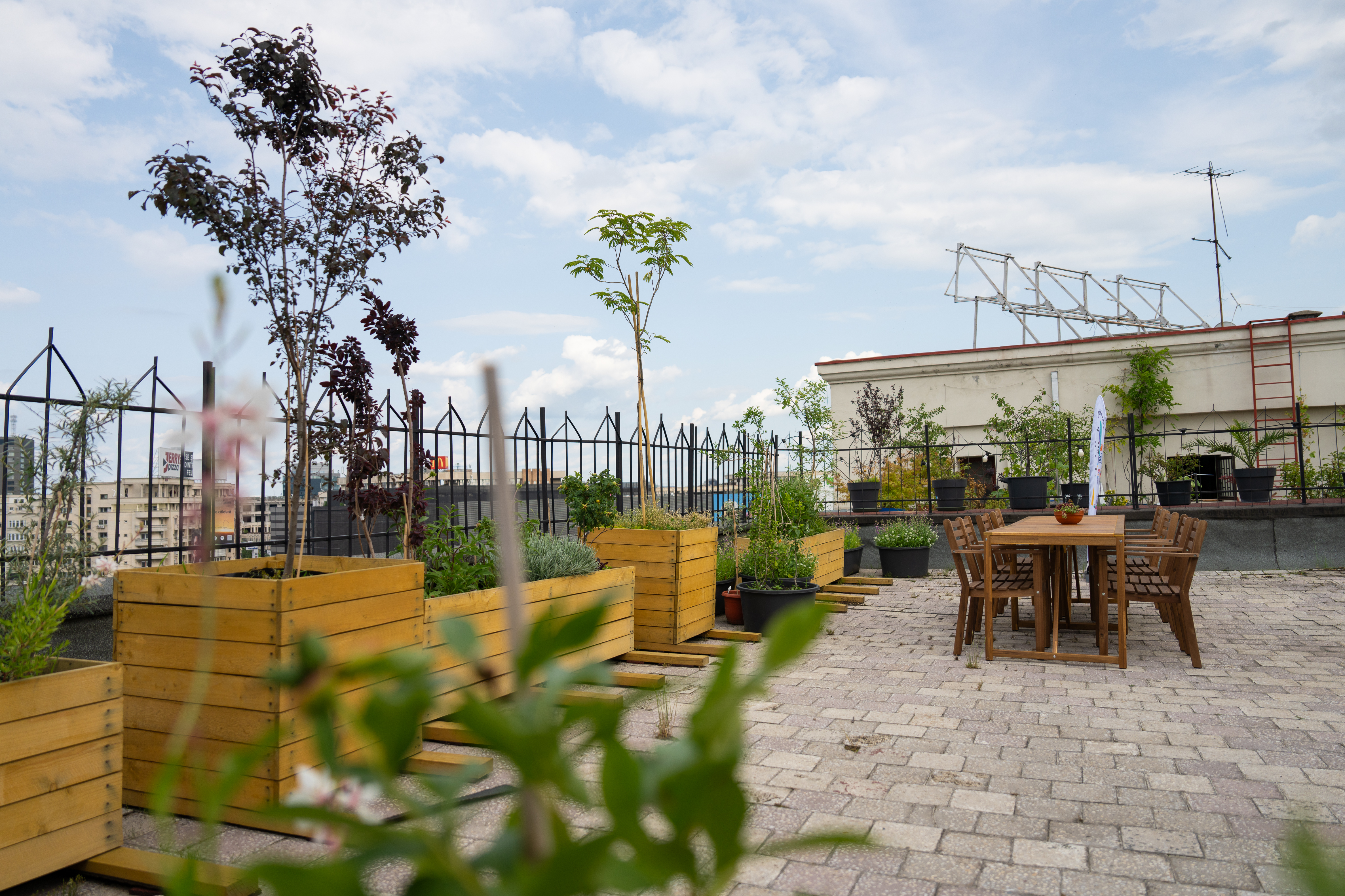 O grădină de pe un bloc din București a creat în jurul ei o comunitate